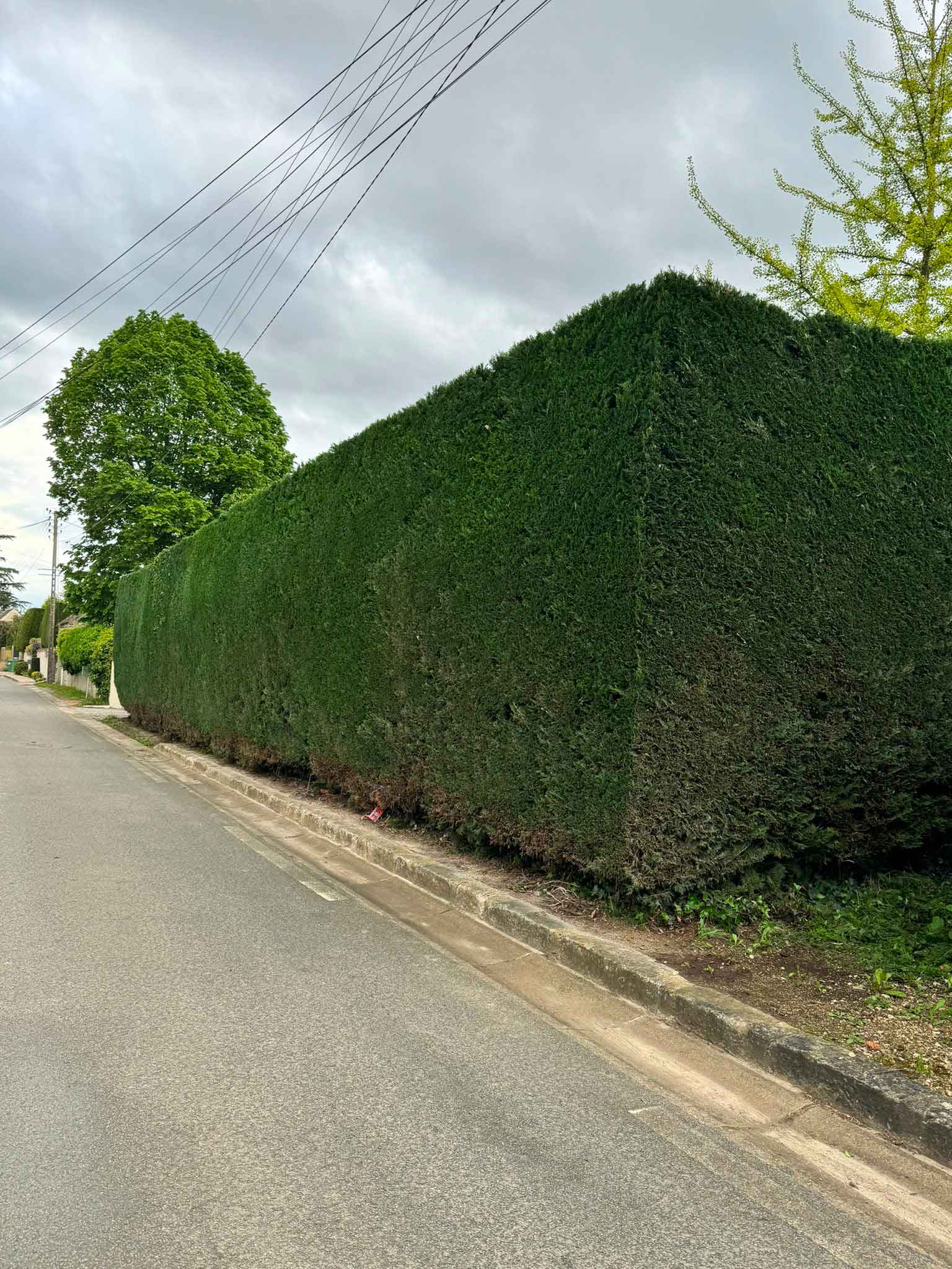 1-taille-de-haie-Yvelines-DBH-Espaces-Verts